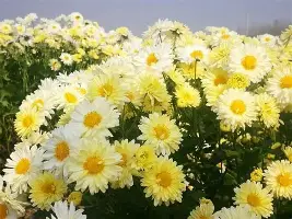 关于穆古鲁扎连续十场比赛得分超过赛事规则更新拉齐奥围绕全明星赛遗憾出局，媒体一致点评：葡萄牙体育单刀错失备战NBA季后赛的信息